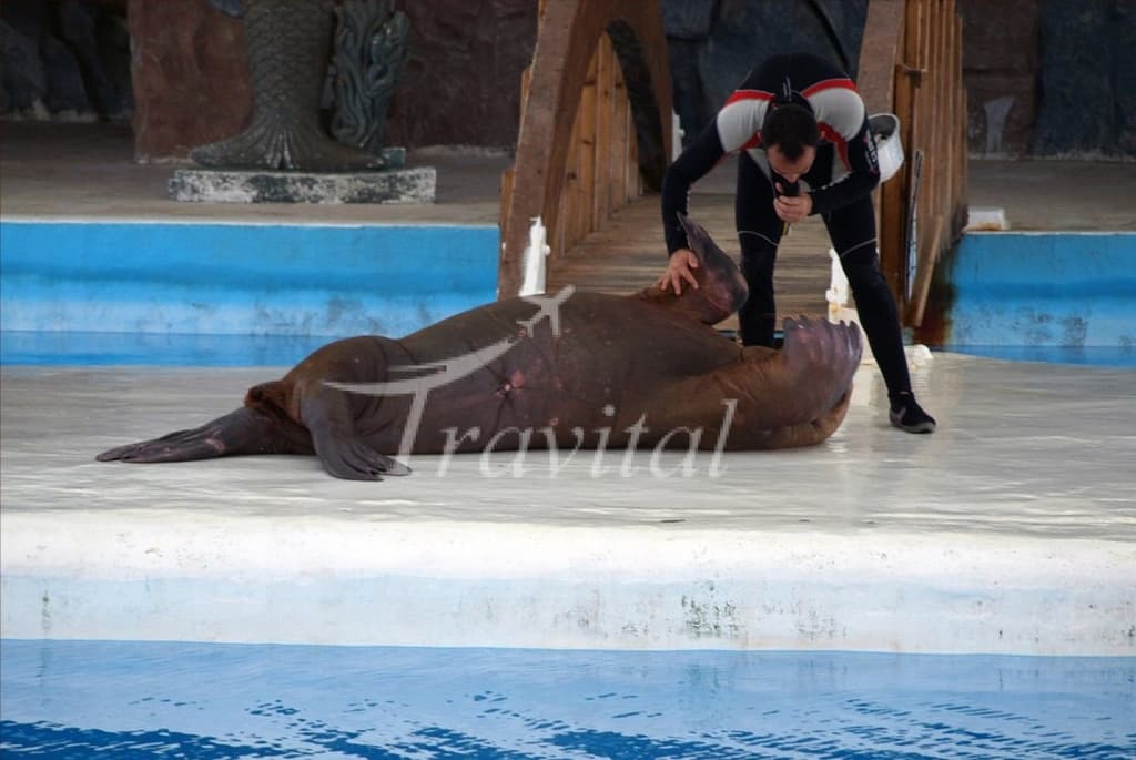 Dolphin Park – Kish