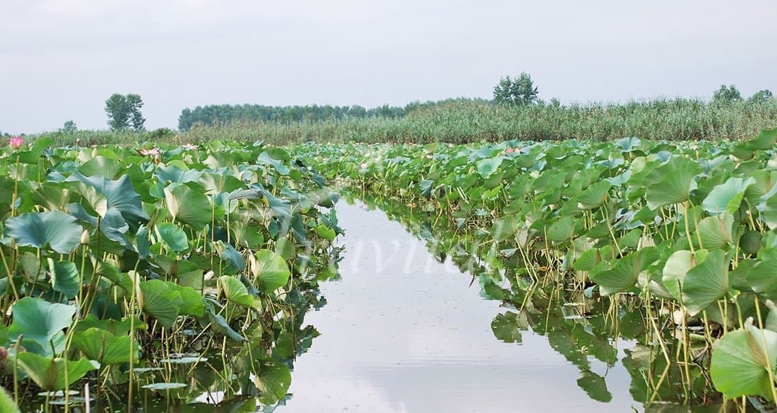 Anzali Wetland 