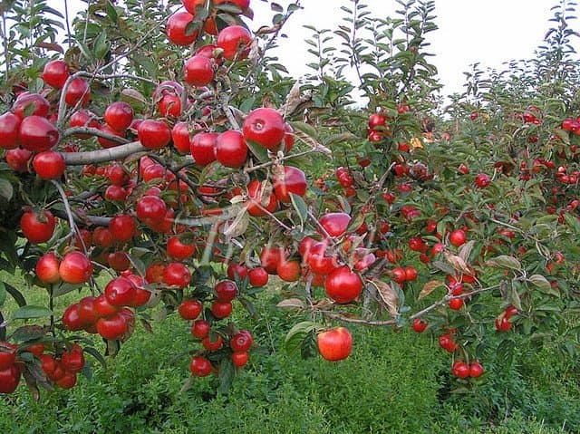 Apple Garden 