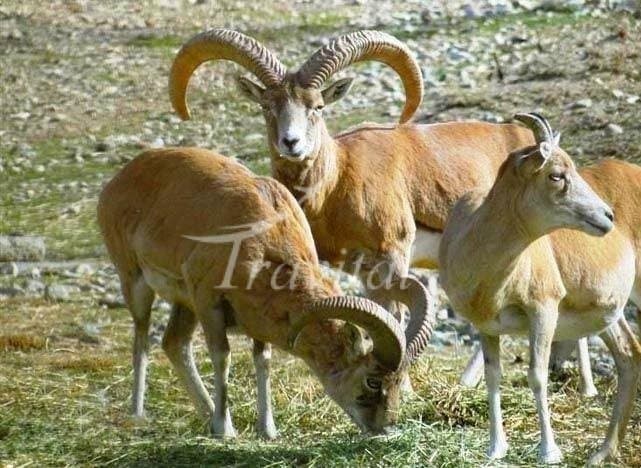 Basiran Hunting Prohibited Zone – Abadeh - view 3