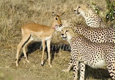 Basiran Hunting Prohibited Zone – Abadeh - view 1