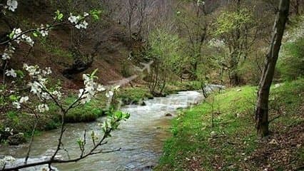 Chalus Forests 