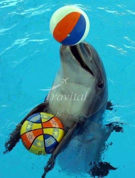 Dolphins Park of Kish 