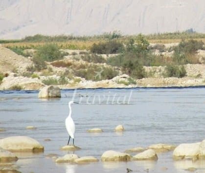 Fahliyan River 