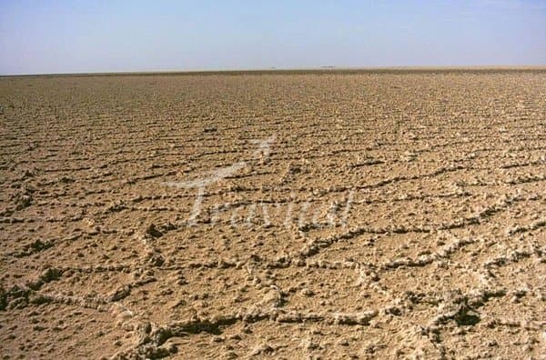 Forests and Deserts 