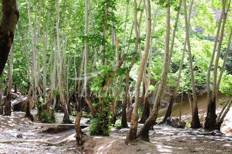 Ganjehie Gorge – Dehdasht (Kohgiluyeh) - view 3