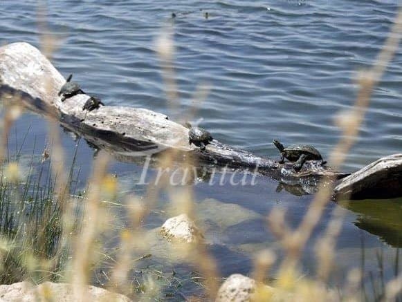 Hashilan Lagoon – Kermanshah - view 2