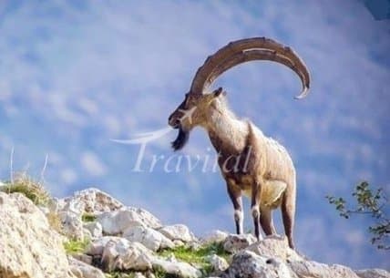 Hunting Regions – Boyer Ahmad (Yasuj) - view 2