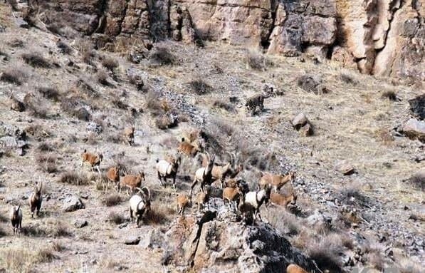 Hunting Regions – Boyer Ahmad (Yasuj) - view 3