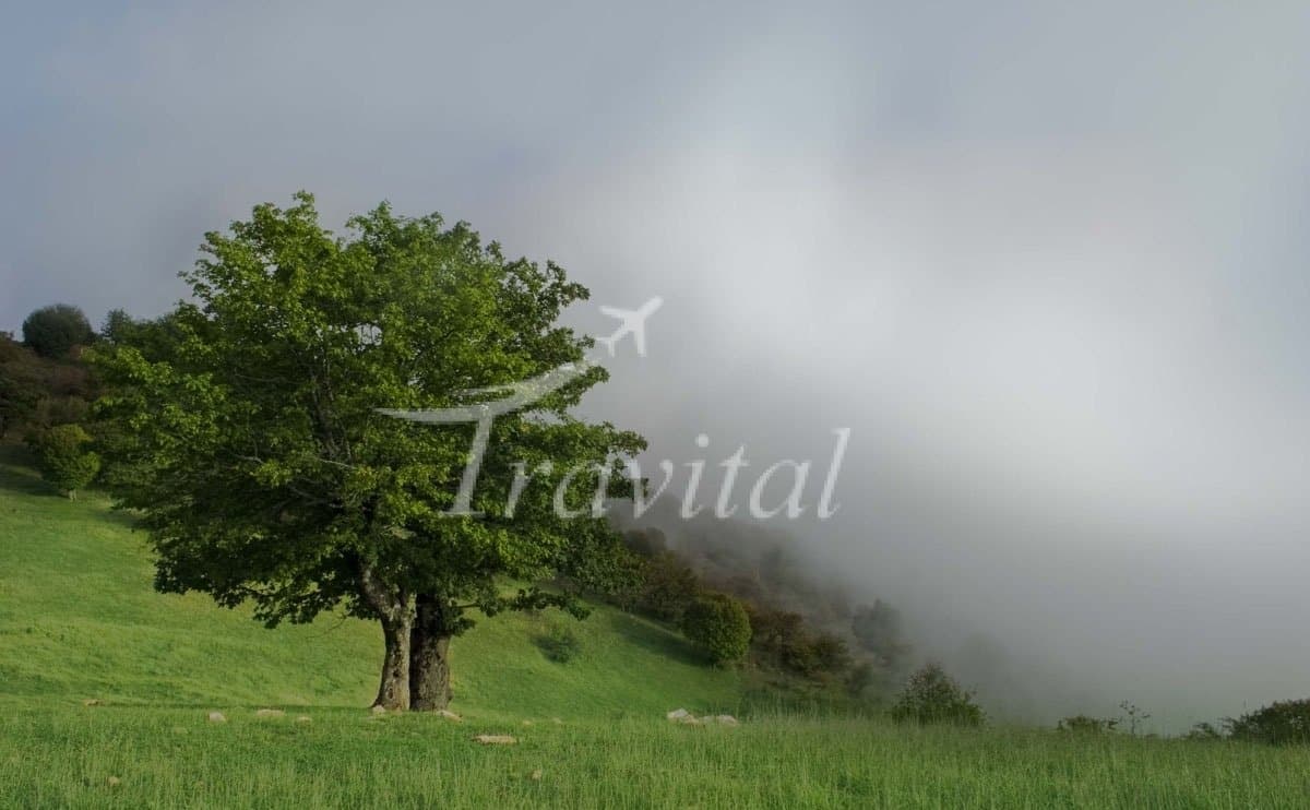 Jangale Abr (Cloud forest) – Shahrood - view 2