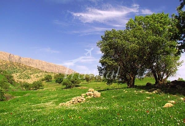 Kermanshah Plains – Kermanshah - view 3