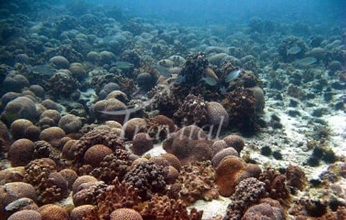 Kharkoo Island 