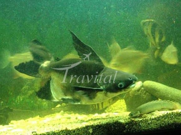 Kish Aquarium – Kish - view 2