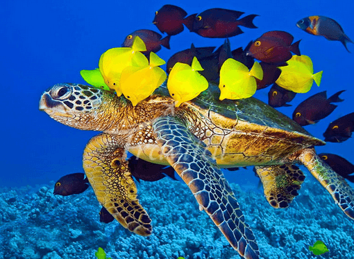 Kish Aquarium – Kish - view 1
