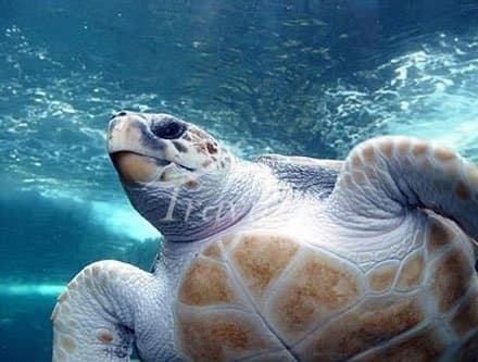 Kish Aquarium – Kish - view 3