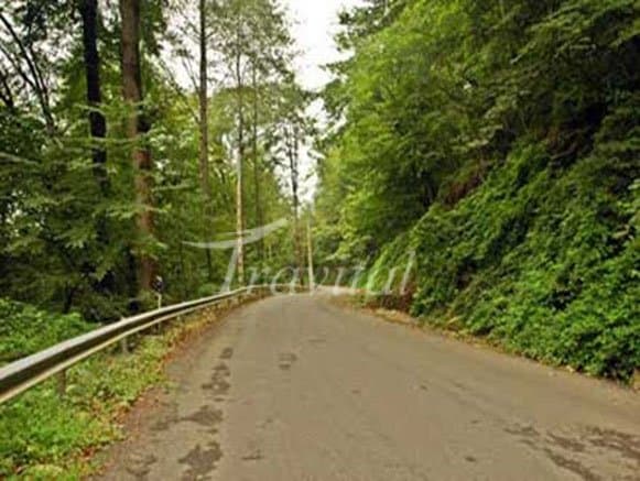 Kurd Kooy Forest – Kord Kuy - view 1