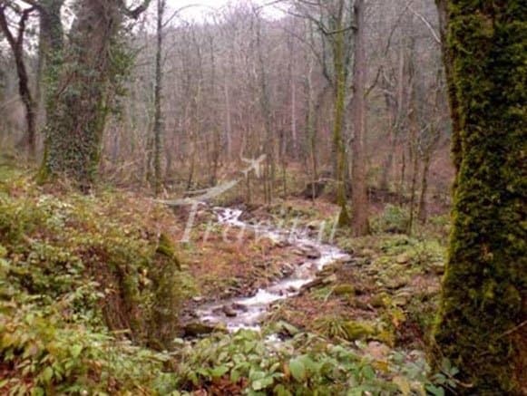 Kurd Kooy Forest – Kord Kuy - view 2