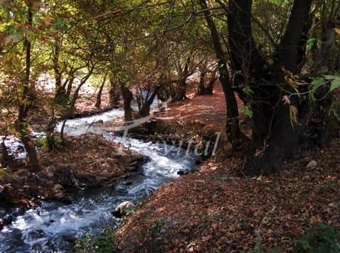 Lordegan Forest Zone 