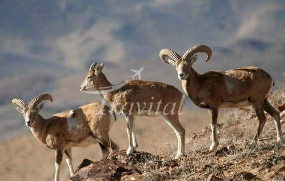 Mooteh Protected Zone 