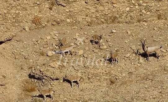 Mooteh Protected Zone – Kashan - view 2