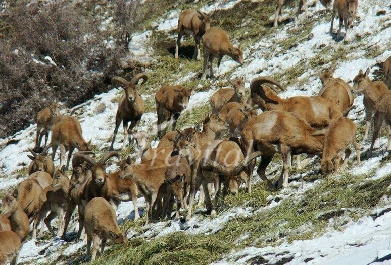Protected Wildlife Zones 