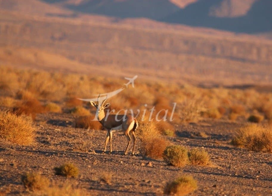 Protected Wildlife Zones – Yazd - view 2