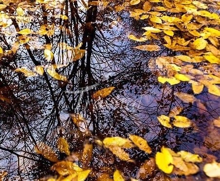 Qoroq Forest Park 
