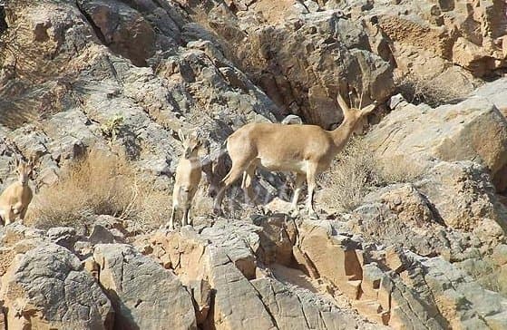 Shirahmad Wildlife Shelter – Sabzevar