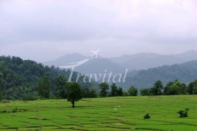 Talesh Forests 