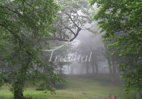Tonekabon and Ramsar Forests – Ramsar - view 3