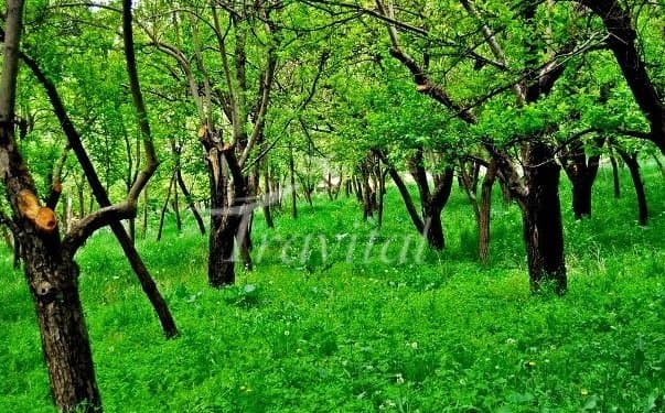 Torqabeh Recreation Place – Mashhad - view 1