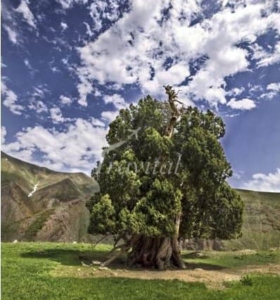 Urs Tree – Karaj - view 1