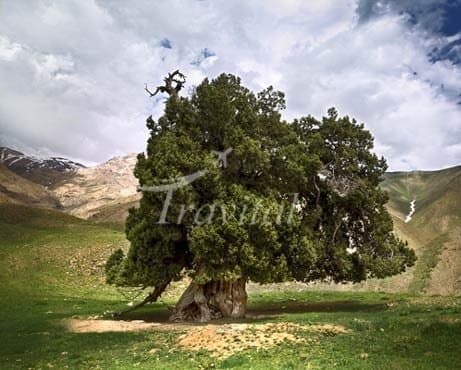 Urs Tree – Karaj - view 2