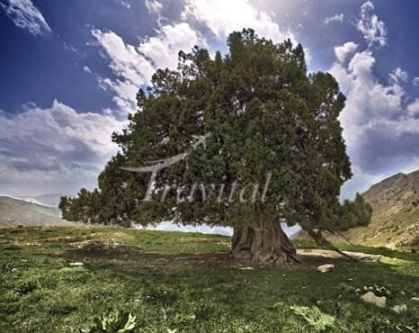 Urs Tree – Karaj - view 3