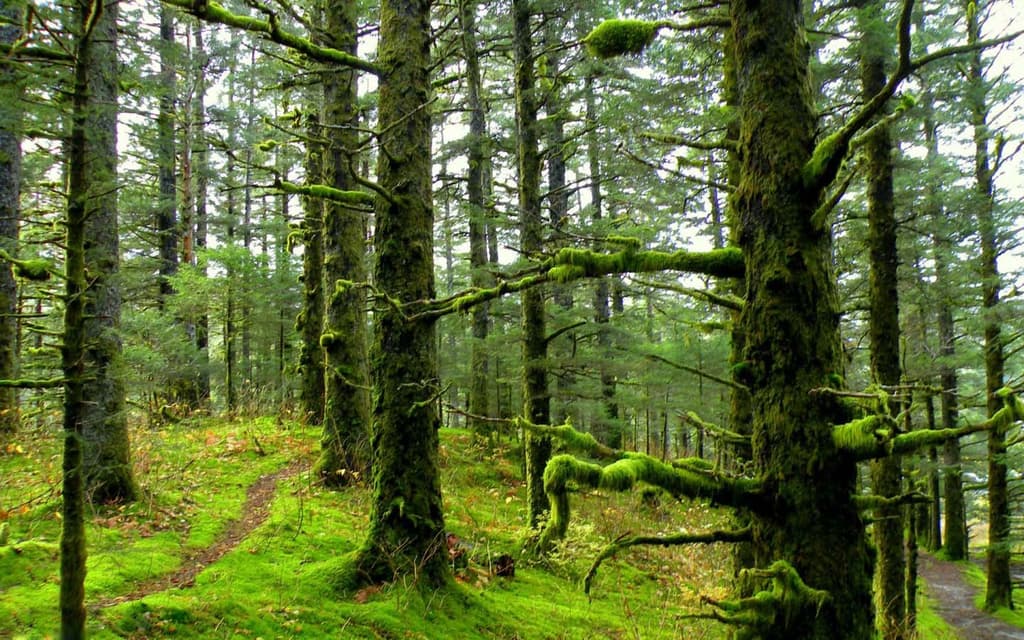 Saravan forest park in Gilan