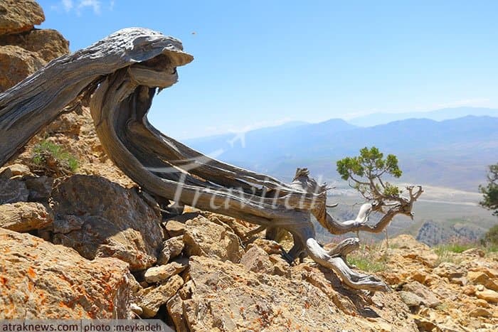Qorkhod Conservation Area – Bojnourd