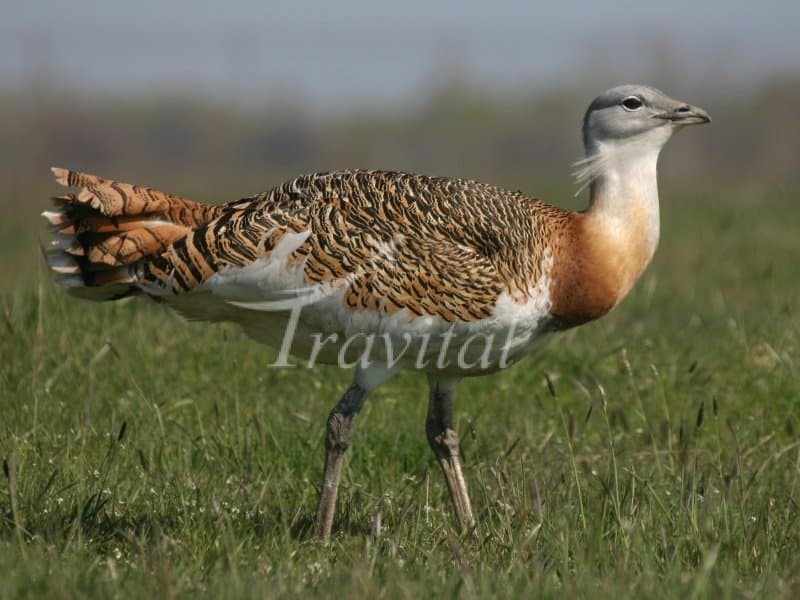 Sootav Wildlife Refuge – Bukan