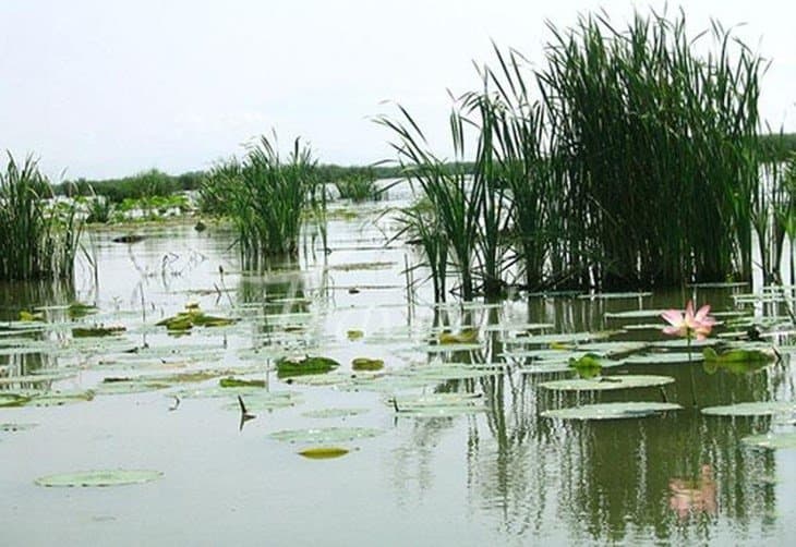 Anzali Wetland – Bandar-e Anzali - view 3