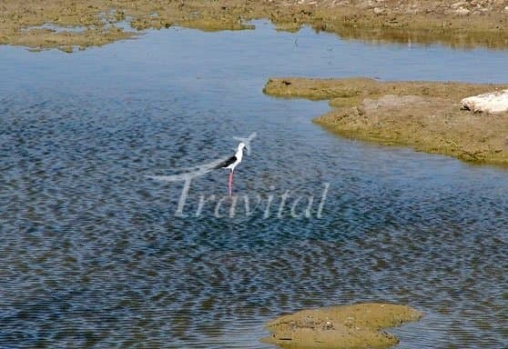Bamdezh Lagoon – Ahvaz