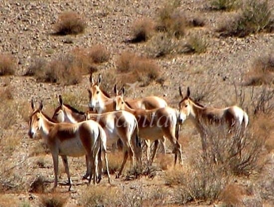 Kavir National Park – Garmsar - view 2