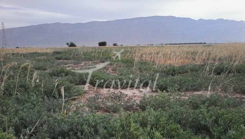 Khormoj Village Areas – Dashti (Khormoj)