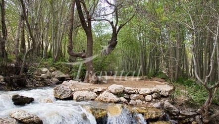 Lordegan Forest Zone – Lordegan - view 2