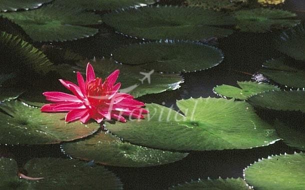Lotus Park – Sari