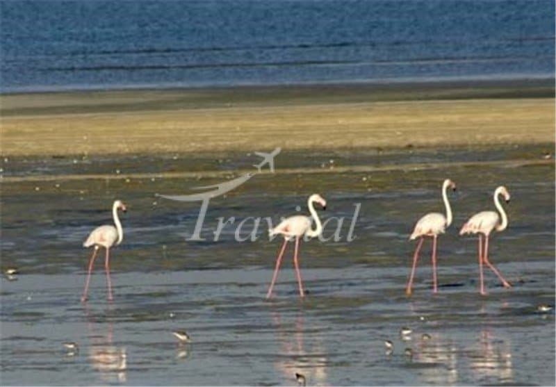 Nayband Protected Zone – Bushehr - view 2