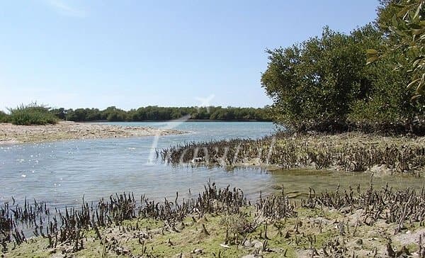 Nayband Protected Zone – Bushehr - view 3