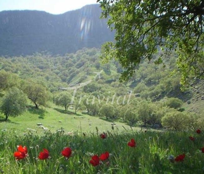 Plant Coverings – Dehdasht (Kohgiluyeh) - view 2