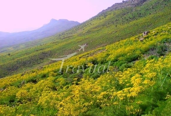 Plant Coverings – Dehdasht (Kohgiluyeh) - view 3
