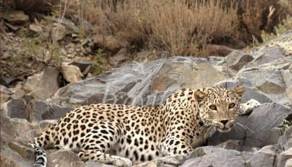 Protected Wildlife Zones and Hunting Sites